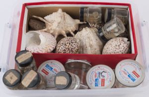 SHELL COLLECTION: vast majority are smaller shells in jam jars, some in brine; plus group of larger shells to 18cm in length. (few 100s)