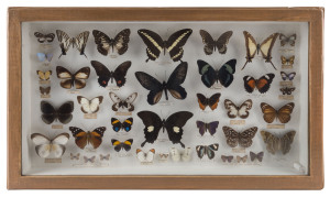 A butterfly display in box mounted frame, 20th century, 38 x 64xm overall