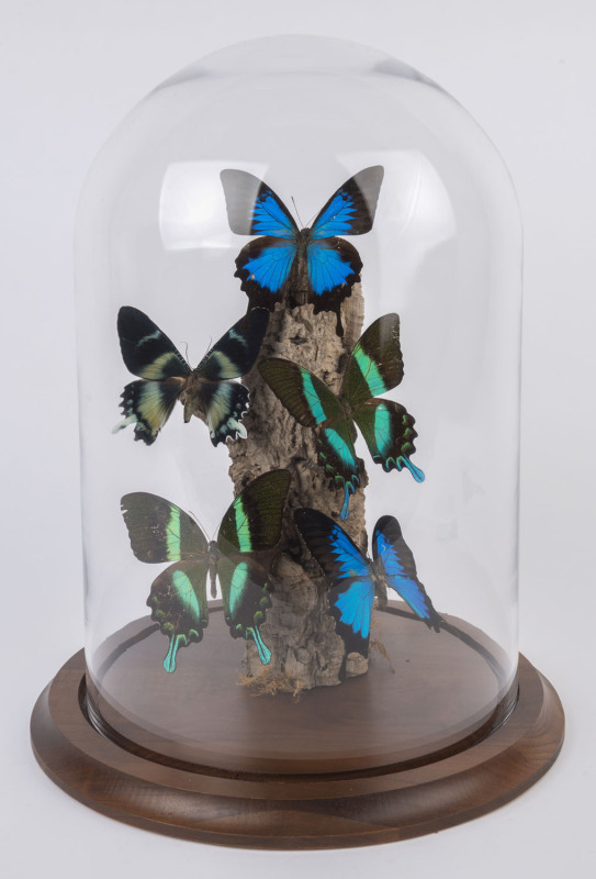 A butterfly display in glass dome, mid 20th century, 39cm high, 24cm diameter