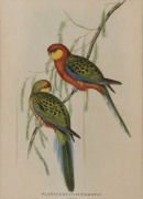 A set of three parrot prints, mid 20th century, framed and glazed, 50 x 40cm each overall - 3