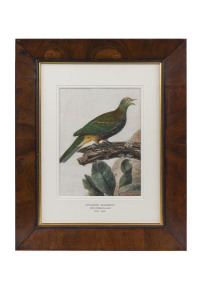 JOHN WILLIAM LEWIN (1770 - 1819), Ptilinopus Magnificus (Wompoo Pigeon), watercolour, circa 1812, signed lower right, 37 x 28 cm (visible). Provenance: Sotheby's, Fine Australian Paintings and Books, Sydney, 29/11/1993, Lot No. 153.