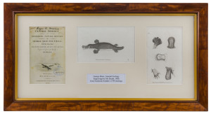 HEATH & NODDER (after), Platypus and Anatomical Details of the Platypus, watercolour on paper watermarked "1810", both inscribed verso, both 22 x 18cm. (2).