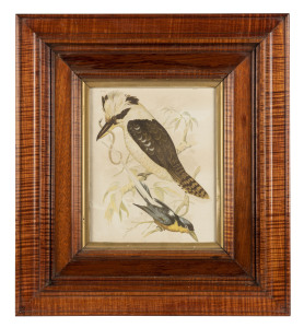 SCHRAMM (attributed), superb fiddleback blackwood antique picture frame with kookaburra print, Melbourne, Victorian origin, late 19th century. August Schramm operated from 38 Kerr Street Fitzroy from 1891-1904, and then moved to 60 Westgarth Street Fitzroy until 1924. His work using Australian native timbers was unsurpassed in his day, making spectacular specimen wood boxes and superb picture frames using the finest cuts of timber. 58 x 53cm