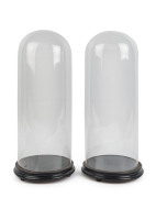 A pair of large French cylindrical glass domes on ebonised ogee moulded bases with three bun feet, late 19th century. Dome measurements 51.5cm high, 20cm diameter. (2 items)