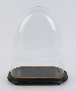 A large oval French glass dome on ebonised ogee moulded base with four bun feet, 19th century. Dome measurements 38cm high, 31cm wide,15cm deep. (Dome with slight backward lean)