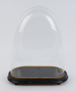 A large oval French glass dome on ebonised ogee moulded base with four bun feet, 19th century. Dome measurements 38cm high, 31cm wide,15cm deep. (Dome with slight backward lean)