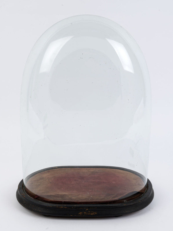 A large oval French glass dome on an ebonised ogee moulded base with four squat bun feet, late 19th century. ​Dome measurements 40.5cm high, 29.5cm wide, 20cm deep.