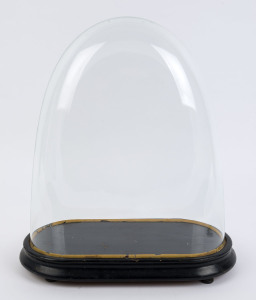 A large oval French glass dome on ebonised ogee moulded base with four bun feet, 19th century. Dome measurements 40cm high, 35cm wide,16cm deep.