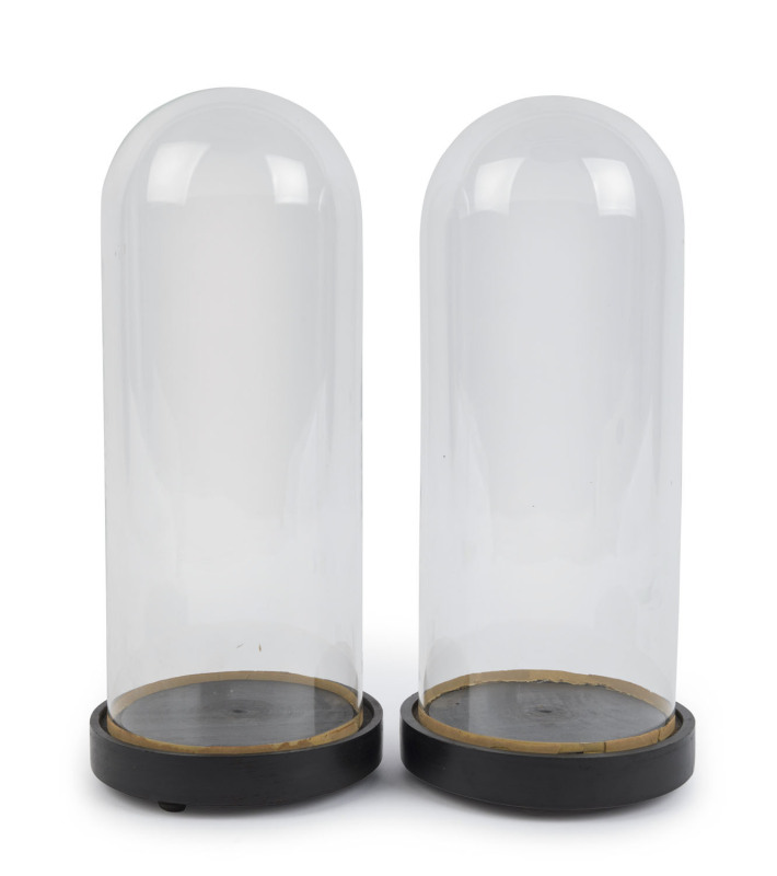 A pair of small French cylindrical glass domes on ebonised timber bases with three squat bun feet, late 19th century. Dome measurements 35.5cm high, 14cm diameter, ​(2 items)