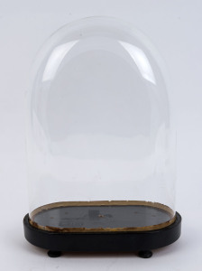 A small French oval glass dome on ebonised timber plinth base with four bun feet, late 19th century. Dome measurements 31cm high, 23cm wide.