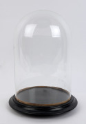 A large cylindrical French glass dome on an ebonised moulded base with three squat bun feet, 19th century. Dome measurements 35.5cm high, 21.5cm diameter.