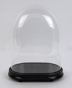 A large oval French glass dome on ebonised ogee moulded timber base with four bun feet, 19th century. Dome measurements 35cm high, 27cm wide.