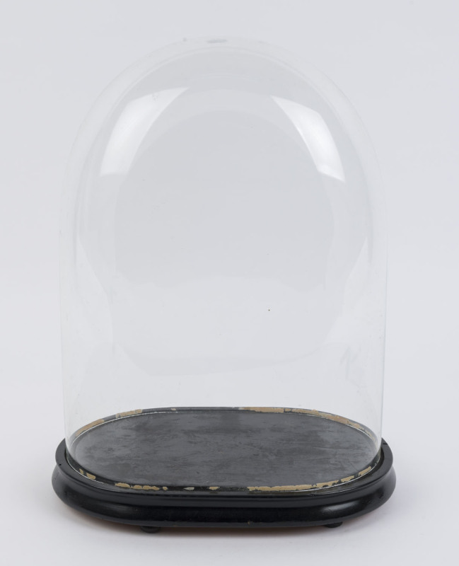 A large oval French glass dome on an ebonised ogee moulded timber base with four squat bun feet, late 19th century. ​Dome measurements 40cm high, 30cm wide.