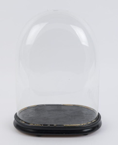 A large oval French glass dome on an ebonised ogee moulded timber base with four squat bun feet, late 19th century. Dome measurements 40cm high, 30cm wide.