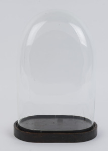 An oval French glass dome on ebonised timber plinth base (missing feet), late 19th century. Dome measurements 35.5cm high, 23.5cm wide.