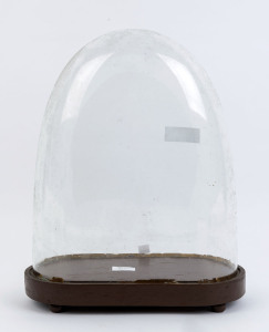 A large oval French glass dome on brown painted timber plinth base with four squat bun feet, 19th century. Dome measurements 39cm high, 32.5 wide, 15cm deep.