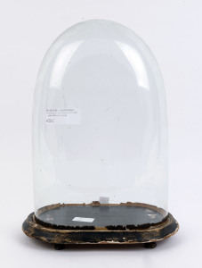 An oval French glass dome with ebonised timber ogee moulded base and four squat bun feet, 19th century. Dome measurements 36cm high, 24cm wide, 15cm deep.
