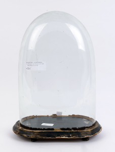 An oval French glass dome with ebonised timber ogee moulded base and four squat bun feet, 19th century. ​Dome measurements 36cm high, 24cm wide, 15cm deep.