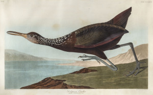 JOHN JAMES AUDUBON (1785 – 1851), Scolopaceus Courlan (Plate CCCLXXVII), from Audubon's "The Birds of America", hand-coloured engraved plate, 1837 by Robert Havell after John James Audubon, image 48 x 77cm. (75.5 x 106cm frame). paper size: 65 x 96.5cm.