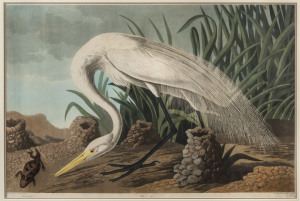 JOHN JAMES AUDUBON (1785 – 1851), White Heron (Plate CCCLXXXVI), from Audubon's "The Birds of America", hand-coloured engraved plate, 1837 by Robert Havell after John James Audubon, image 58 x 90cm. (92 x 121cm frame). Margins have been trimmed. From the