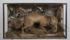 An antique English taxidermy fox and rabbit display in case with makers label "H.T. SHOPLAND, Carver, Gilder & Naturalist, 40 Higher Union Street, Torquay", 19th century. Missing all glass. 61cm high, 107cm wide, 31cm deep