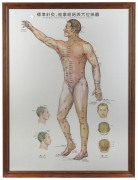 CHINESE MEDICINE: Set of 3 modern charts, each 105 x 77, framed individually and all titled "The Wall Map of standard Meridians and points of Acupuncture and Tuina." providing front, side and back views. (3 frames, each 113 x 84cm.). - 2