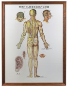 CHINESE MEDICINE: Set of 3 modern charts, each 105 x 77, framed individually and all titled "The Wall Map of standard Meridians and points of Acupuncture and Tuina." providing front, side and back views. (3 frames, each 113 x 84cm.). - 3