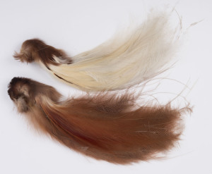 Two Bird of Paradise tail plumes, Papua New Guinea, circa 1940. Collected by an Australian soldier during WW2. With accompanying note. ​38cm long
