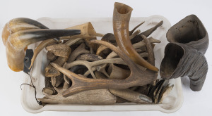 Collection of deer antlers, buffalo and cow horns etc, (qty)