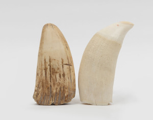 Two sperm whale teeth, 19th and early 20th century, 15cm and 16cm high