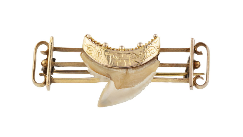 An antique bar brooch, 18ct yellow gold set with a shark's took, 19th century, ​4.5cm wide