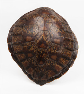 An antique sea turtle shell, late 19th, early 20th century, ​49 x 44cm
