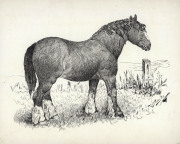 THE WORK OF EDWIN W. SLATER (England, Australia, b.1875) A folio of Slater's original pencil, pen and ink and watercolour artworks on paper, mostly dated 1892 - 1905 before he emigrated to Australia. The majority of these works depict different breeds of - 2