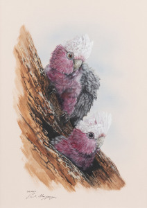 PAUL MARGOCSY (1945 - ), Galahs, watercolour, signed and titled lower left "Galahs, Paul Margocsy", 29 x 21cm. PROVENANCE: Private Collection Melbourne. Acquired at Olinda Art Gallery, August, 1989.
