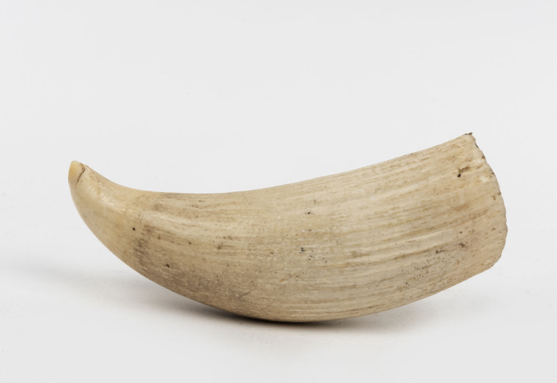 An antique sperm whale tooth, 19th/20th century, ​17cm high