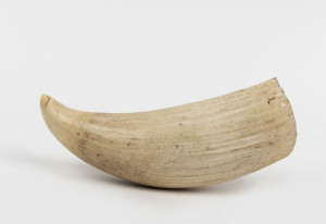 An antique sperm whale tooth, 19th/20th century, 17cm high