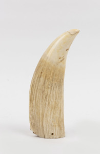 A sperm whale tooth, late 19th century, an impressive 20.5cm high