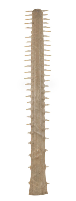 An impressive swordfish rostrum (bill), 19th century, 138cm long