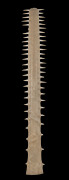 An impressive swordfish rostrum (bill), 19th century, 138cm long - 2