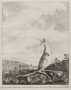 GEORGE STUBBS (after), Kanguroo, copper engraving, titled "Quadrupedo chiamato kanguroo ritrovato su la costa della Nuova Olanda". 21 x 16cm. 1770's rendition by Italian artist, Filippo de Grado based on the painting by George Stubbs which hangs in The Qu