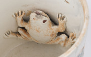 "GREAT AUSTRALIA" Staffordshire English porcelain tankard with frog interior, circa 1850, ​12.5cm high, 13.5cm wide - 4