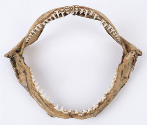 Mako shark jaw, 20th century, 23cm wide
