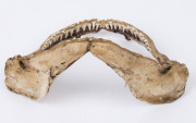 Mako shark jaw, 20th century, ​23cm wide - 2