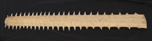 A swordfish rostrum (bill), 19th/20th century, 98cm long