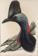 JOHN GOULD (1804 - 1881) Casuarius Australis - Australian Cassowary, hand-coloured lithograph from "Birds of Australia", 1848-69, 54.5 x 37cm (full sheet size).