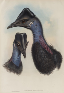 JOHN GOULD (1804 - 1881) Casuarius Bennetti - Bennett's Cassowary, hand-coloured lithograph from "Birds of Australia", 1840-48, 54.5 x 37cm (full sheet size).