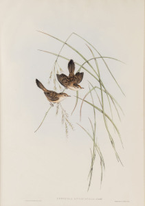 JOHN GOULD (1804 - 1881) Cysticola Lineacapilla - Lineated Warbler, hand-coloured lithograph from "Birds of Australia", 1848-69, 54.5 x 37cm (full sheet size), accompanied by original descriptive sheet.