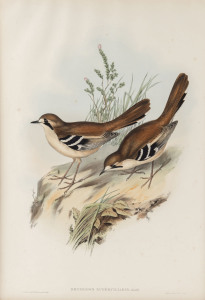 JOHN GOULD (1804 - 1881) Drymodes Superciliaris - Eastern Scrub Robin hand-coloured lithograph from "Birds of Australia", 1848-69, 54.5 x 37cm (full sheet size), accompanied by original descriptive sheet.