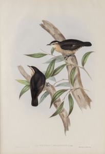 JOHN GOULD (1804 - 1881) Climacteris Melanotus - Black-backed Tree-creeper, hand-coloured lithograph from "Birds of Australia", 1848-69, 54.5 x 37cm (full sheet size), accompanied by original descriptive sheet.