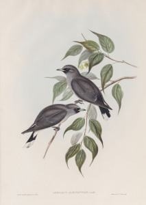 JOHN GOULD (1804 - 1881), Artamus Albiventris - White-vented Wood-Swallow, hand-coloured lithograph from "Birds of Australia", 1848-69, 54.5 x 37cm (full sheet size), accompanied by original descriptive sheet.